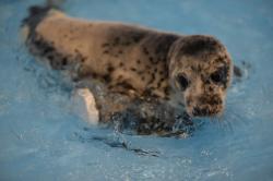 Внимание! Потомству нерп и тюленей грозит опасность